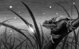 July182013 MURRAY (Lightning bugs, hummers and frogs - oh my!)